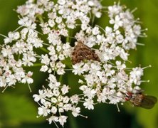 Neslebredmøll (Anthophila fabriciana)