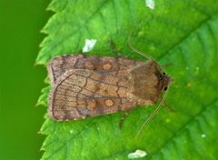 Six-striped Rustic (Xestia sexstrigata)