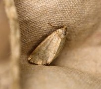 Small Dotted Buff (Photedes minima)