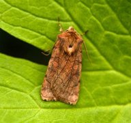 Six-striped Rustic (Xestia sexstrigata)