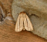 Brungult gressfly (Mythimna impura)