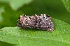 The Spectacle (Abrostola tripartita)