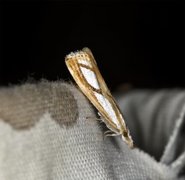 Treflekket nebbmott (Catoptria permutatella)