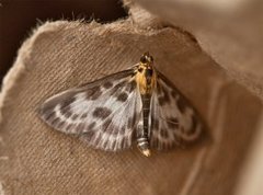 Small Magpie (Anania hortulata)