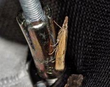 Barred Grass-veneer (Agriphila inquinatella)