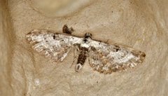 Burotdvergmåler (Eupithecia succenturiata)