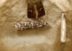 Dark Pine Knot-horn (Dioryctria abietella)