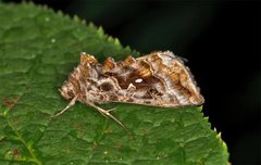 Beautiful Golden Y (Autographa pulchrina)