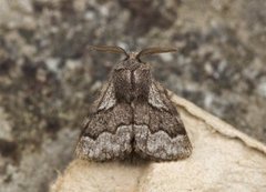 Hagtornspinner (Trichiura crataegi)