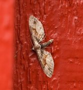 Bånddvergmåler (Eupithecia sinuosaria)