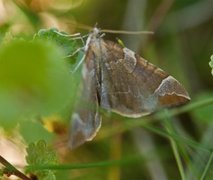 The Chevron (Eulithis testata)
