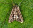 Stort engfly (Apamea monoglypha)