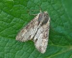 Kileengfly (Apamea crenata)