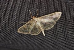 Mother of Pearl (Patania ruralis)