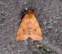 Vinkelfly (Enargia paleacea)