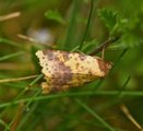 Fiolettbåndet gulfly (Xanthia togata)