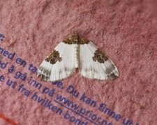 Blue-bordered Carpet (Plemyria rubiginata)