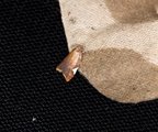 Rød flatvikler (Acleris holmiana)