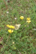 Moorland Clouded Yellow (Colias palaeno)