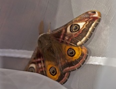 Emperor Moth (Saturnia pavonia)