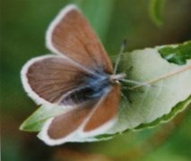 Brun blåvinge (Aricia eumedon)