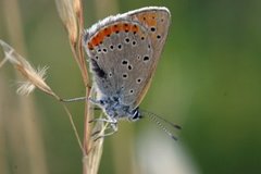 Purpurgullvinge (Lycaena hippothoe)