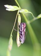 Triple-stripe Piercer (Grapholita compositella)