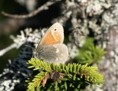 Myrringvinge (Coenonympha tullia)