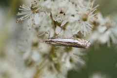 Grass-veneer (Crambus pascuella)