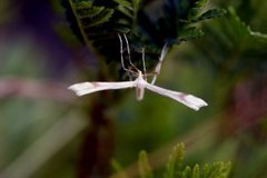 Reinfannfjærmøll (Gillmeria ochrodactyla)