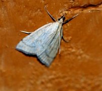 Pale Straw Pearl (Udea lutealis)