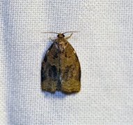 Rose Tortrix (Archips rosana)