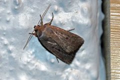Mouse Moth (Amphipyra tragopoginis)