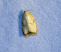 Lønneblomstflatvikler (Acleris forsskaleana)