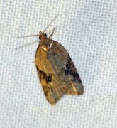 Jordbær-/buskflatvikler (Acleris comariana/laterana)