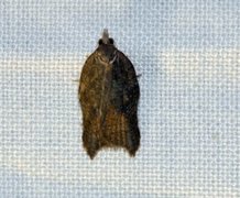 Grå-/konkavflatvikler (Acleris effractana/emargana)