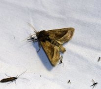 Brunt stengelfly (Hydraecia micacea)