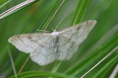 Blåbærurtemåler (Scopula ternata)