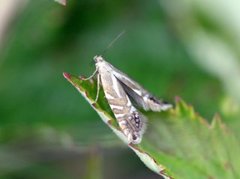 Speckled Fanner (Glyphipterix thrasonella)