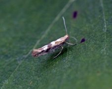 Sallow Argent (Argyresthia pygmaeella)