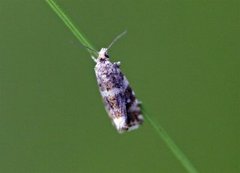 Olive Marble (Phiaris micana)