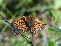 Myrperlemorvinge (Boloria aquilonaris)