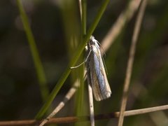 Pearl-band Grass Veneer (Catoptria margaritella)