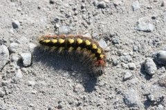 Blågrått kveldfly (Acronicta euphorbiae)