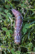 Puss Moth (Cerura vinula)