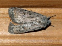 Pale Mottled Willow (Caradrina clavipalpis)