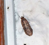 Agonopterix ciliella/heracliana