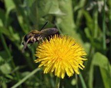 Narrow-bordered Bee Hawk-moth (Hemaris tityus)