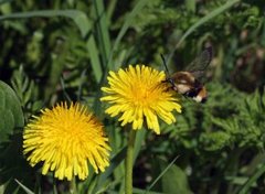 Narrow-bordered Bee Hawk-moth (Hemaris tityus)
