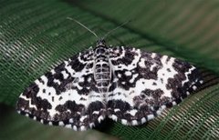 Argent & Sable (Rheumaptera hastata)